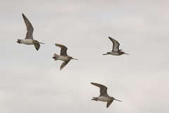 Limosa limosa melanuroides