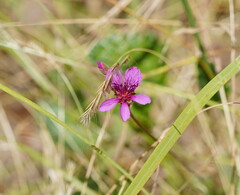 Pelargonium rodneyanum
