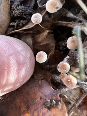 Collybiopsis quercophila