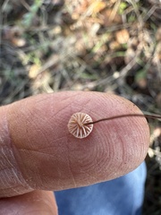 Collybiopsis quercophila