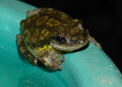 Scinax