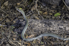 Masticophis schotti ruthveni