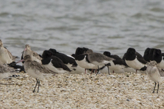 Limosa limosa melanuroides