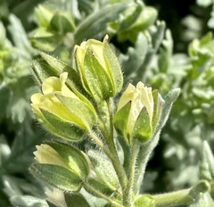 Emmenanthe penduliflora