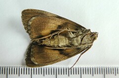 Catocala badia coelebs