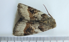 Catocala badia coelebs
