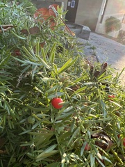 Asparagus aethiopicus