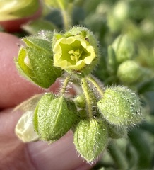 Emmenanthe penduliflora