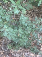 Quercus berberidifolia