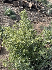 Emmenanthe penduliflora