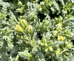 Emmenanthe penduliflora