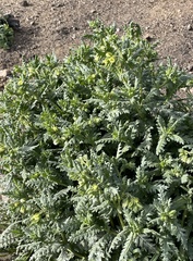 Emmenanthe penduliflora