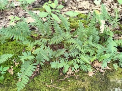 Polypodium