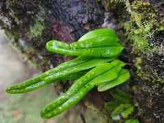 Lepisorus monilisorus