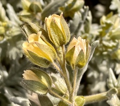 Emmenanthe penduliflora