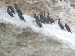 Phalacrocorax nigrogularis