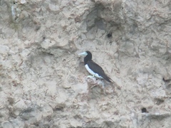 Sula leucogaster plotus