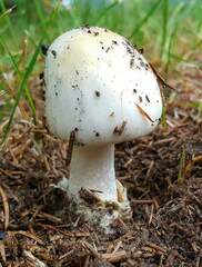 Amanita magnivelaris
