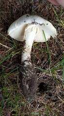 Amanita magnivelaris
