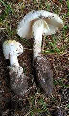 Amanita magnivelaris