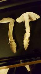 Amanita magnivelaris