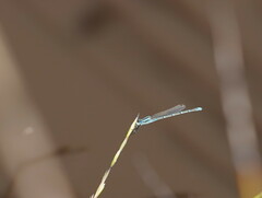 Austrolestes aridus