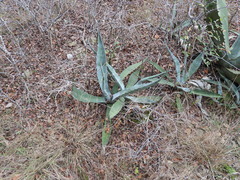 Agave asperrima