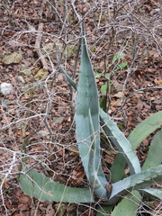 Agave asperrima