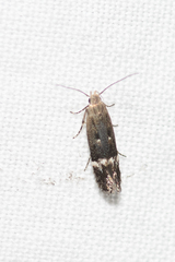 Aproaerema simplexella