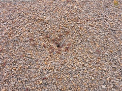 Pogonomyrmex barbatus