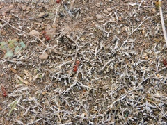 Pogonomyrmex barbatus