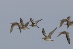 Limosa limosa melanuroides