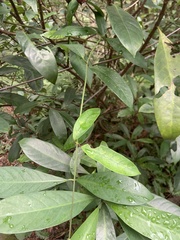 Anodendron benthamianum