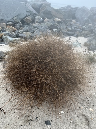 Cycloloma atriplicifolium iNat (2)