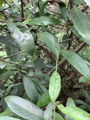 Anodendron benthamianum