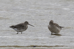 Limosa limosa melanuroides