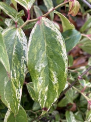 Leucothoe