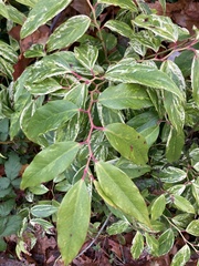 Leucothoe
