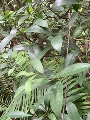 Anodendron benthamianum