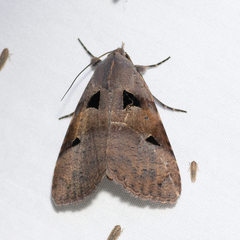 Avatha discolor