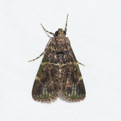 Orthaga atribasalis