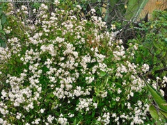 Ageratina havanensis