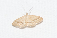 Scopula lydia
