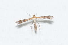 Stangeia xerodes