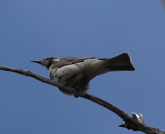 Philemon citreogularis