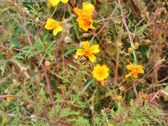 Calligrapha aeneovittata