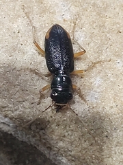 Tetracha