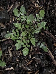 Capsella bursa-pastoris