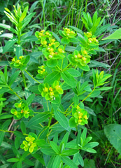 Euphorbia semivillosa