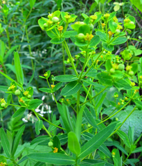 Euphorbia semivillosa